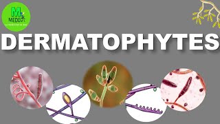 DERMATOPHYTOSES cours de parasitologiemycologie médicale [upl. by Ordnas]