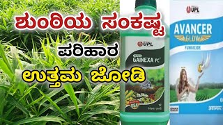 ಶುಂಠಿ ಬೆಳೆ  ವಾತಾವರಣದಲ್ಲಿ ಬದಲಾವಣೆ  ಪರಿಹಾರ ಕ್ರಮ  UPL GAINEXA  AVANCER GLOW [upl. by Ainola]