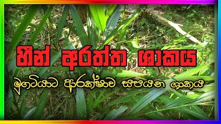 හීන් අරත්ත  Heen araththa  Alpinia calcarata 16 [upl. by Lalise544]