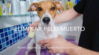 Cómo peinar a un perro de pelo corto eliminar pelo muerto TRUCO MUY BARATO [upl. by Zerimar899]