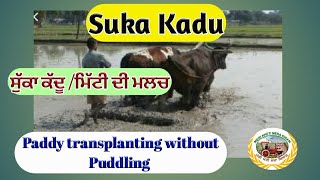 Suka KaduSoil Mulch  ਝੋਨੇ ਵਿੱਚ ਸੁੱਕਾ ਕੱਦੂ ਕੀ ਹੈ  Shergill Markhai [upl. by Leahcim]