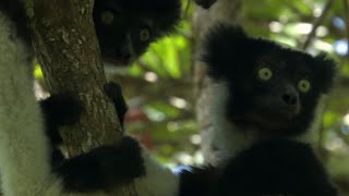 Cute Jumping Indri Lemurs  Madagascar  BBC Earth [upl. by Nyllaf667]