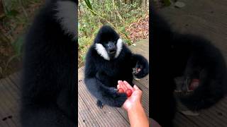 The boy fed grapes to the gorilla shorts viralvideo [upl. by Acisej]