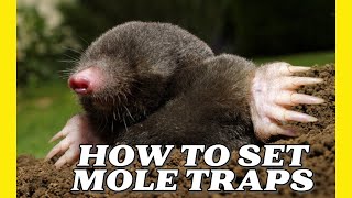 How to Set Mole Traps [upl. by Glen]