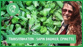 Sapin baumier et épinettes transformations et productions de produits de terroir [upl. by Berneta]