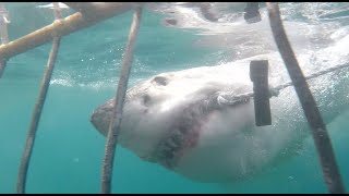 Great White Shark Cage Diving  Steve and Lis Mossel Bay South Africa [upl. by Carmencita386]