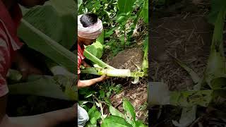 Adivasi a Jadi buti trendingshorts youtubeshorts viralshorts adivasi [upl. by Mobley]