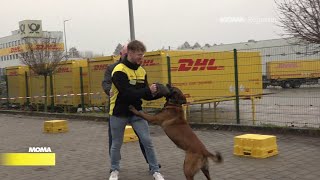 Postbotentraining mit Hund [upl. by Neumann]