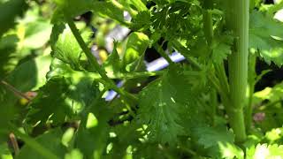 Pruning Parsley ✂️ [upl. by Cir923]