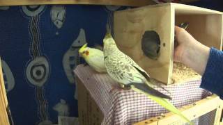 Cockatiel Exiting Nesting Box [upl. by Oecam]