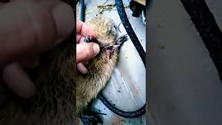 nutria rat with big bore blow gun nutria invasivespecies hunting darts [upl. by Ondrej]