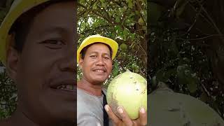 buah gerenuk guyspejuangreceh gerenuk semangatbekerja vlog [upl. by Yila]