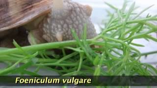 The Terrestrial Snails  animal protein production machines for future by Adrian ToaderWilliamsmp4 [upl. by Melac]