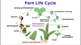 Ferns The Emergence of Roots and Stems [upl. by Davis]