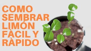 Cómo Sembrar Semillas De Limón 2024 germinar limón manos de tierra [upl. by Ecinnahs]