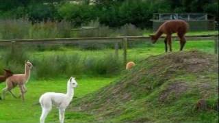 Baby Alpacas Playing at The Alpaca Park [upl. by Elexa169]