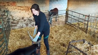 Voy a curar al macho cabrío me toca tarea veterinaria [upl. by Nodab]