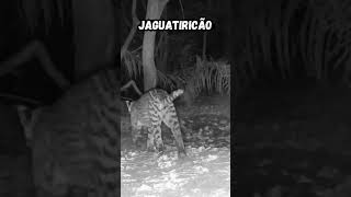 Jaguatiricão onça animais faunapantaneira jaguatirica [upl. by Graubert]