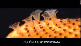 Bryozoa  Lophophorata [upl. by Jamin]