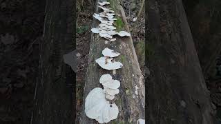 Trametes elegans quotwhite turkey tailquot A tropical shelf fungi in southern Illinois [upl. by Olette]