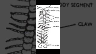 Structure of the Chilopoda anatomy [upl. by Mayworm]