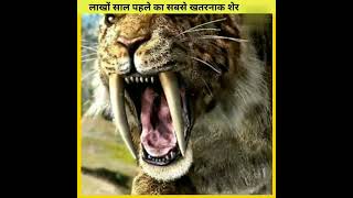 सबसे खतरनाक जानवर  Saber tooth tiger vs lion Who would winSaber tooth tiger teethshorts [upl. by Andrey]