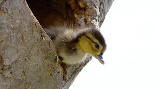 Brave Wood Ducklings Take 30Foot Leap of Faith [upl. by Higbee476]