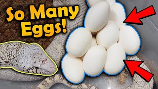 Our Ghost Bullsnake Laid Eggs [upl. by Reinert]