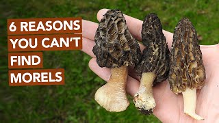 6 Reasons You Cant Find Morel Mushrooms [upl. by Erdman56]