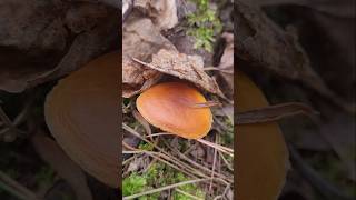 mystery mushroom found on a trail maine mycology mushroom nature forest ecosystem countrylife [upl. by Silyhp467]