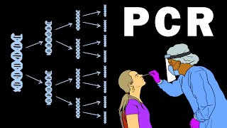 PCR  POLYMERASE CHAIN REACTION [upl. by Inimak140]