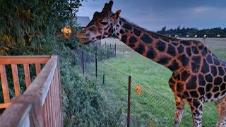 Knuthenborg Safaripark  When The Park Is Closed For Regular Visitors [upl. by Aennaej860]