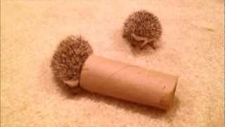 Baby Hedgehogs Playing [upl. by Ihab]