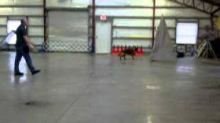 Schutzhund Blind Work [upl. by Lika]