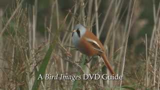 Birdwatching at RSPB Titchwell Marsh [upl. by Lilias]