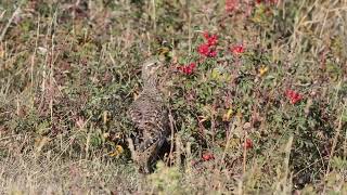 Custer State Park Wildlife [upl. by Ahsieyk264]