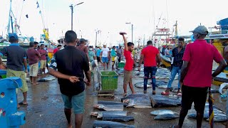 Beruwala Fish Market  Biggest Fish Market Sri Lanka [upl. by Novahs201]