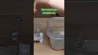 Moving My PHEIDOLE Ant Colony Into a NEW NEST 🐜 [upl. by Engel]