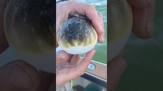 Blowfish floats when released pufferfish fishing fish [upl. by Asset713]