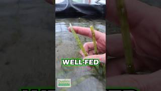 NEWLY PLANTED VALLISNERIA BASIN  PART 3 [upl. by Corley]