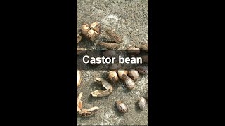 how to get Ricinus Communis seeds from pods How To Collect Castor Bean Seeds by machine at home [upl. by Assirrem]