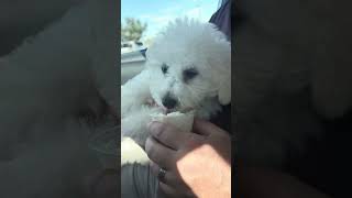 Pupcup for the cutie bichonfrise puppy cute pupcup [upl. by Ylac]