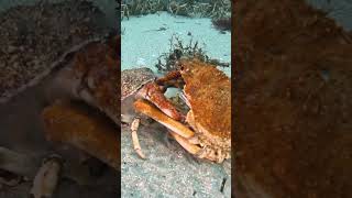 Giant spider crab molting its shell 😍 [upl. by Leina969]