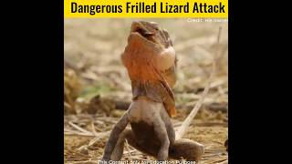 Frilled lizard attack lizard shorts facts [upl. by Hagile]