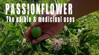 Passionflower  Wild Apricot  Maypop  Edible amp Medicinal Plants in Your Backyard [upl. by Peace686]