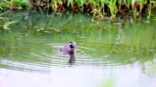 Piedbilled Grebe Calling [upl. by Hoisch]