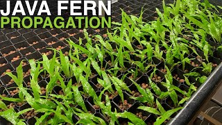 Java Fern Propagation  168 Plants in Two Minutes [upl. by Nalced]