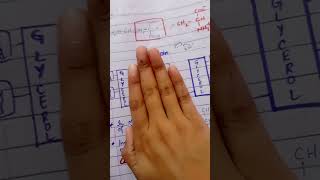 Phospholipid Structure  Chapter 17 Lippincott Biochemistry Part 1 [upl. by Loeb213]