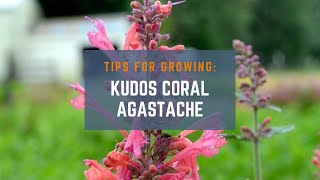 How to Grow Kudos Coral Agastache Tips for a Beautiful and PollinatorFriendly Garden [upl. by Richardson977]