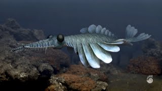 Anomalocaris Cambrian predator [upl. by Bodrogi]